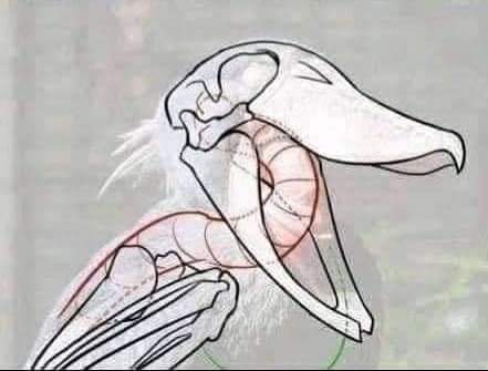 نقره لعرض الصورة في صفحة مستقلة