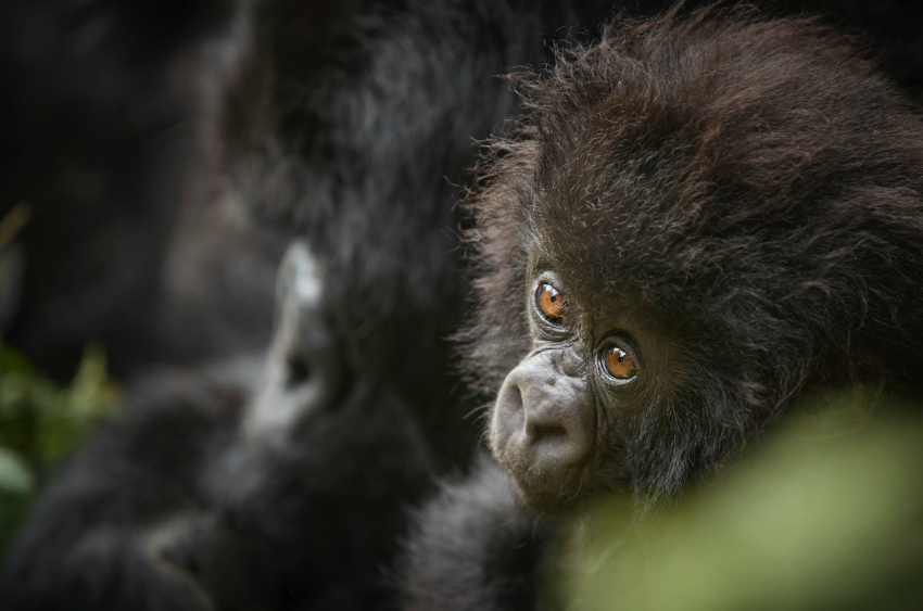 ���� ����� ������� ���� ���� p_2366kiwhp1.png