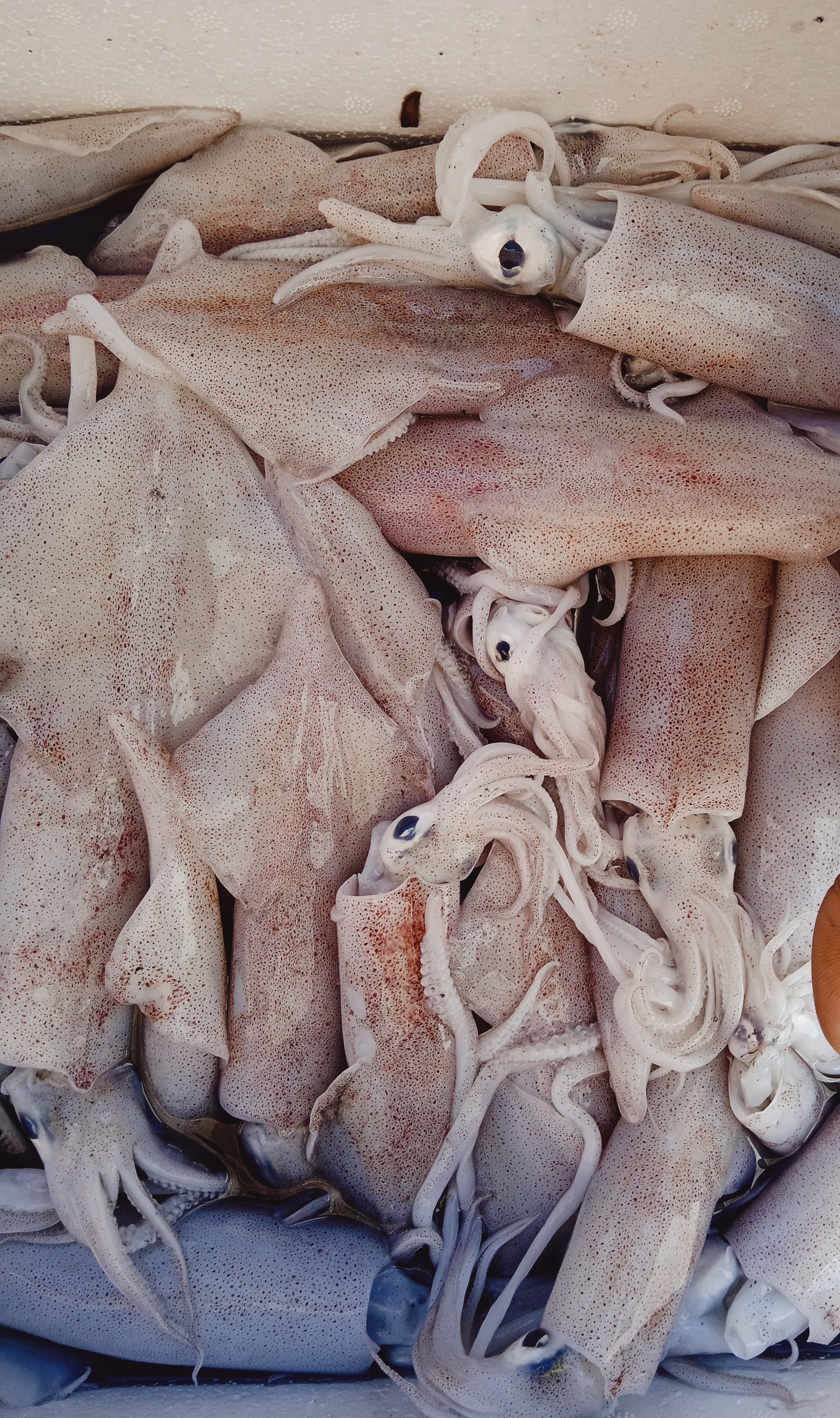 نقره لعرض الصورة في صفحة مستقلة