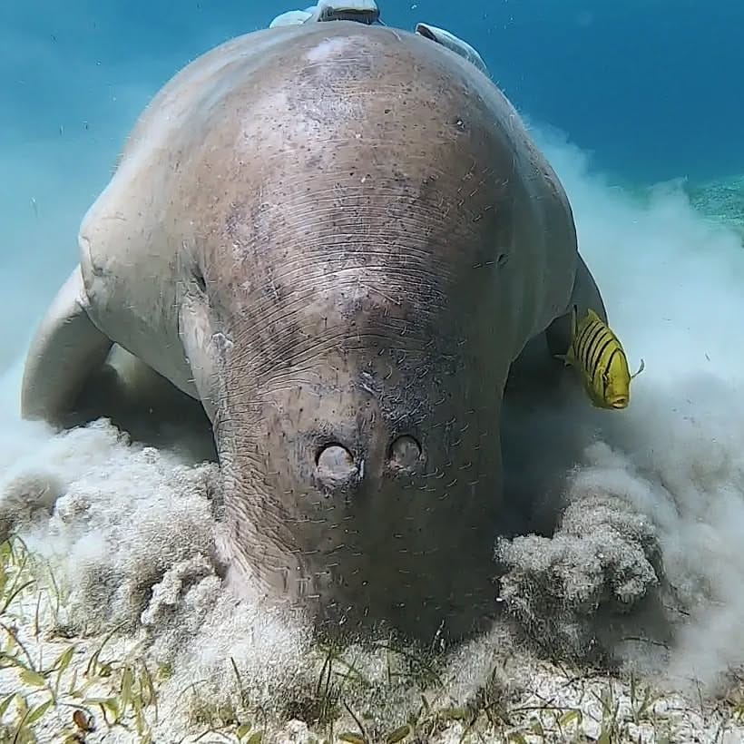 Dugong