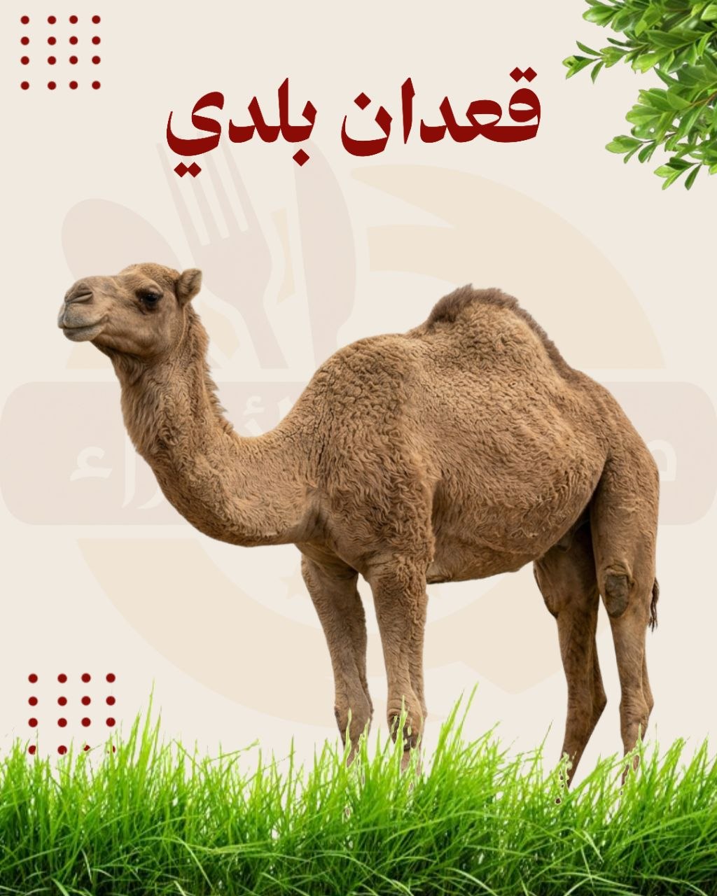 قعدان بلدي