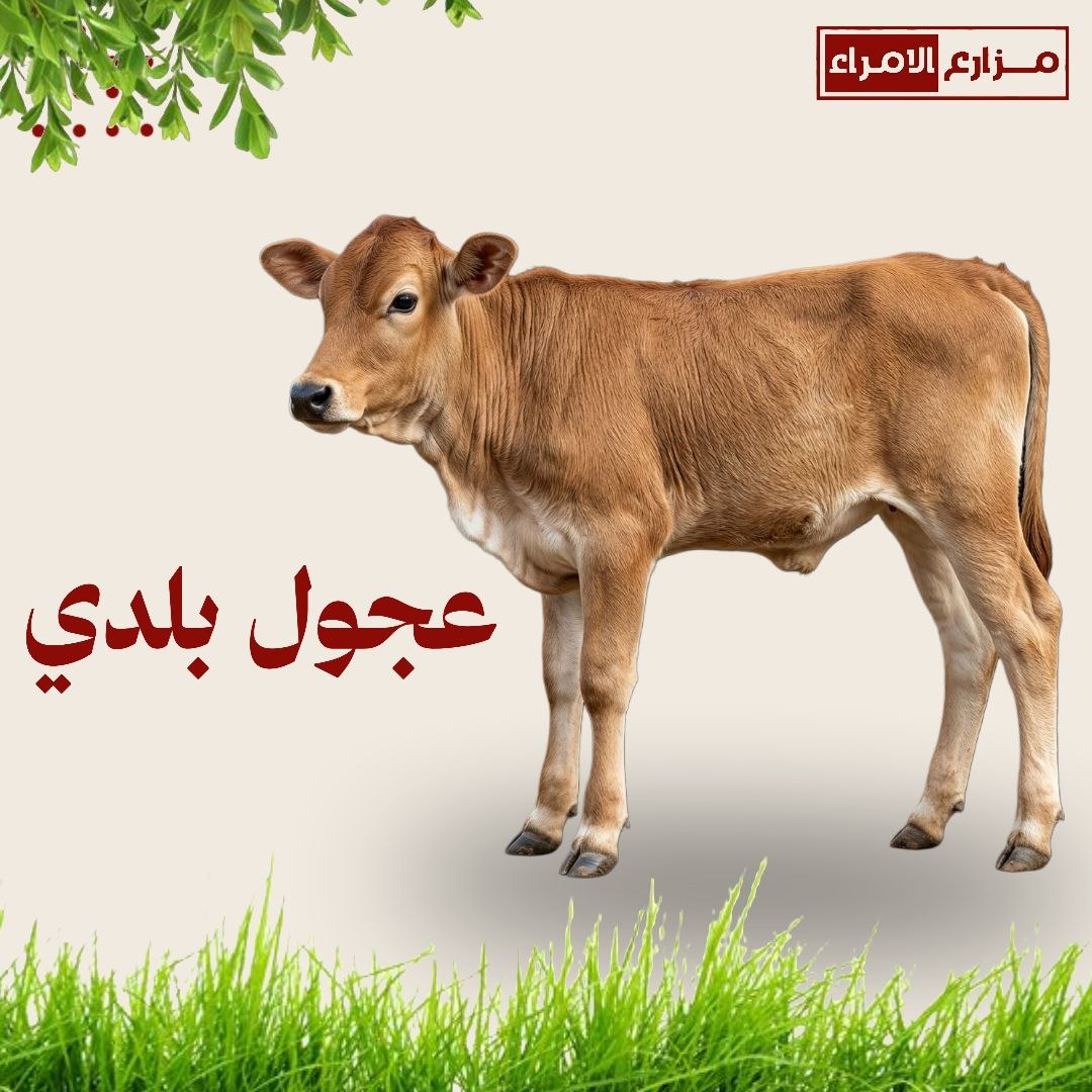 عجول بلدي