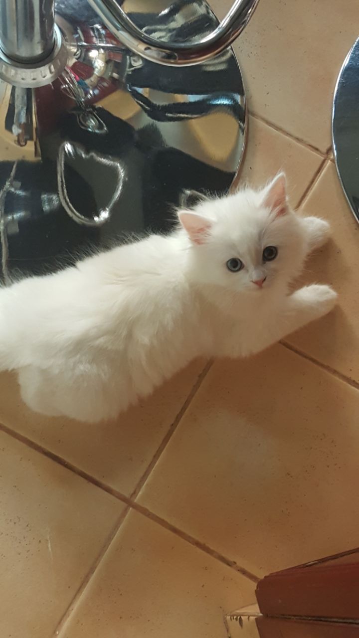 قطط شيرازيه للبيع بيضاء رائعة بعيون زرقاء P_613vhsvj1